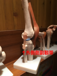 膝関節側副靭帯損傷について 岡崎市の栄光接骨院